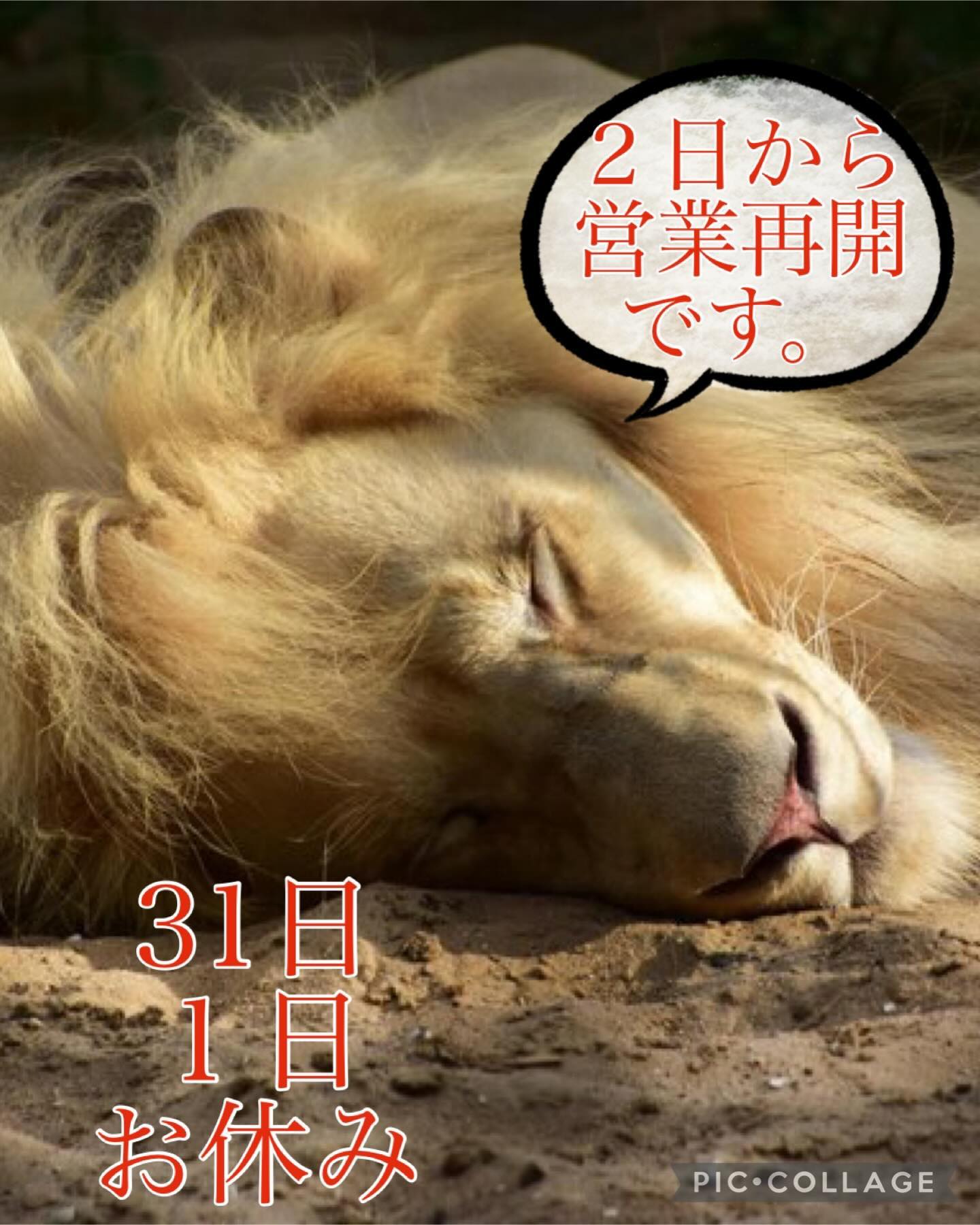こんばんは！ナベです。
年末年始の笑うライオン営業についてお知らせします。
年内は30日まで営業しております︎
新年は2日からの営業再開ですのでよろしくお願い致します。
#熊谷　 #居酒屋　